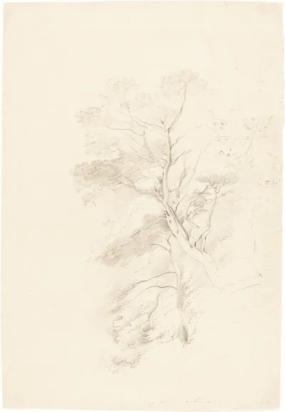 A Beech Wood