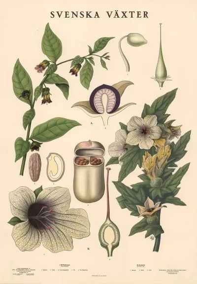 A Belladonna Atropa Belladonna B Bolmort Hyoscyamus Niger