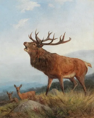 A Bellowing Stag 3