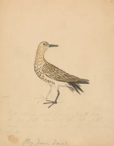 A Bird 2
