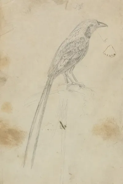 A Bird 3
