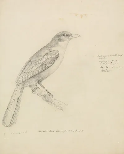 A Bird 4