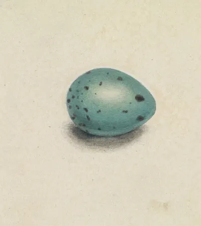 A Birds Egg