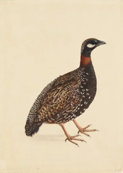A Black Partridge