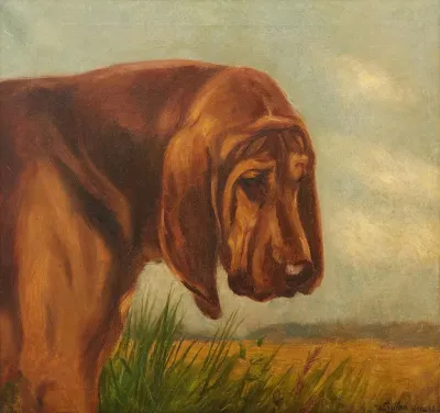 A Bloodhound In Profile