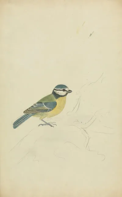 A Blue Tit