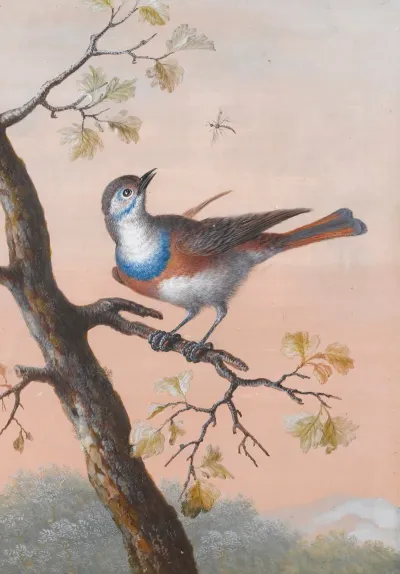 A Bluethroat
