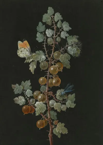 A Branch Of Gooseberries With A Dragonfly An Orange Tip Butterfly And A Caterpillar