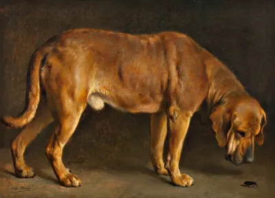 A Broholmer Dog Looking At A Stag Beetle