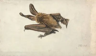 A Brown Long Eared Bat Plecotus Auritus