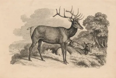 A Buck And Two Doe