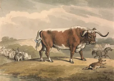 A Bull And A Rabbit