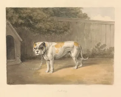 A Bulldog