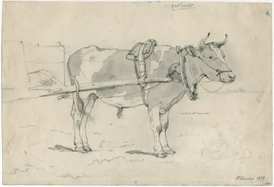 A Bullock Before A Cart