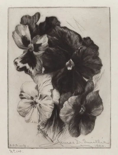 A Bunch Of Pansies