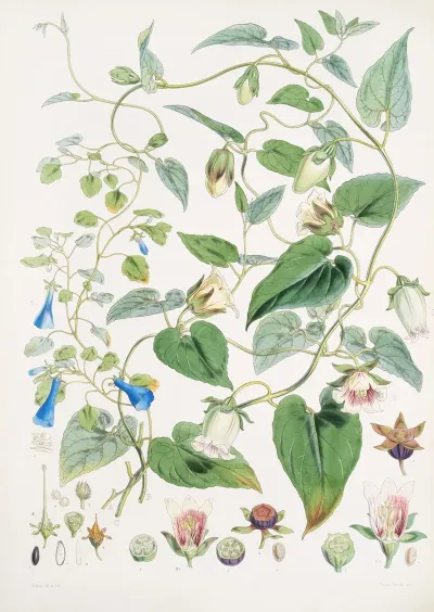 A C Gracilis H F Et T B Codonopsis Campanumcea Javanica H F Et T C C Inflata H F T 2