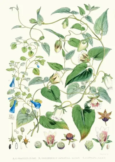 A C Gracilis H F Et T B Codonopsis Campanumcea Javanica H F Et T C C Inflata H F T