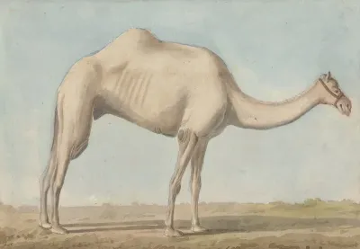 A Camel 2