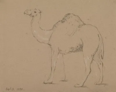 A Camel Facing Left Sept 3 1850