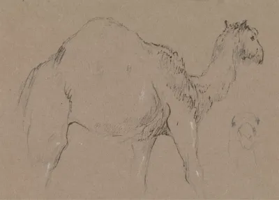 A Camel Moving To The Right A Sketch Of A Camels Head Bottom Right