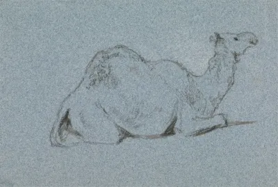 A Camel Resting Side View To The Right