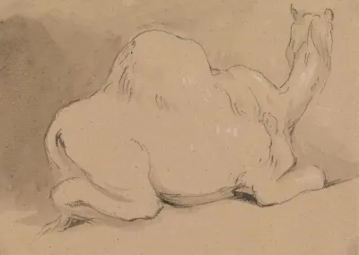 A Camel Resting