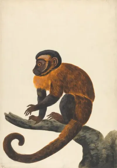 A Capuchin