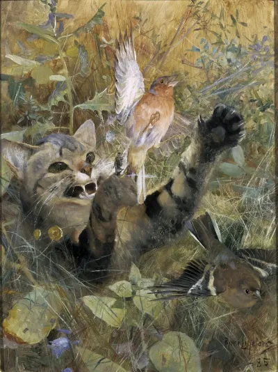 A Cat And A Chaffinch