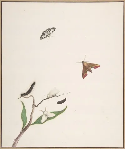 A Caterpillar And Two Moths On A Branch And Two Butterflies