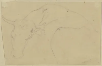 A Cattle