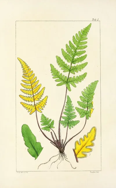 A Century Of Ferns Pl 01