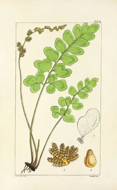 A Century Of Ferns Pl 03