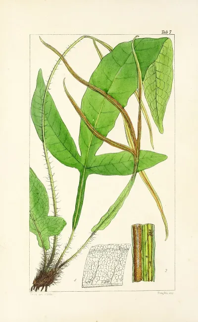 A Century Of Ferns Pl 07