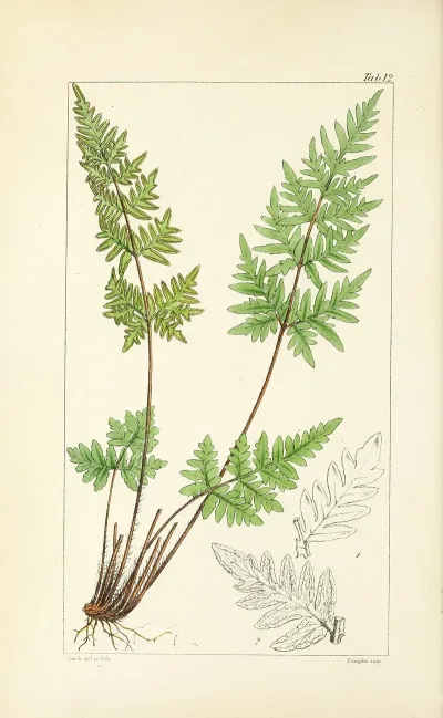 A Century Of Ferns Pl 12