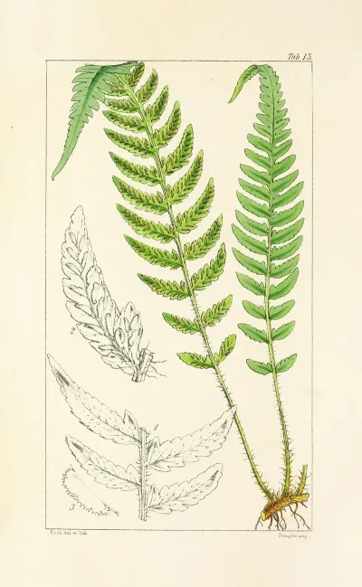 A Century Of Ferns Pl 13