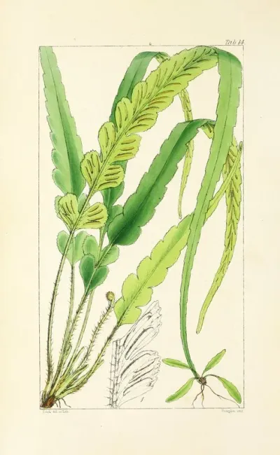 A Century Of Ferns Pl 14