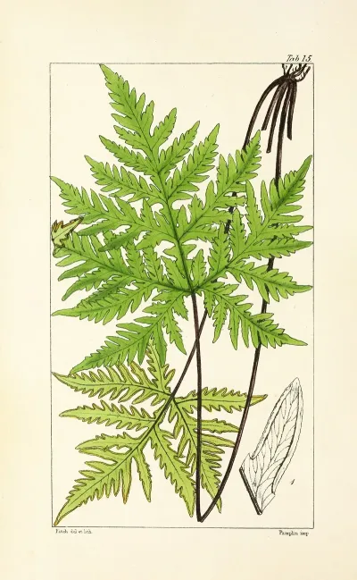 A Century Of Ferns Pl 15