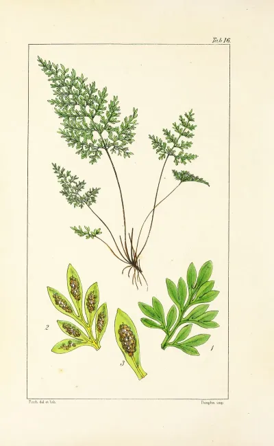 A Century Of Ferns Pl 16