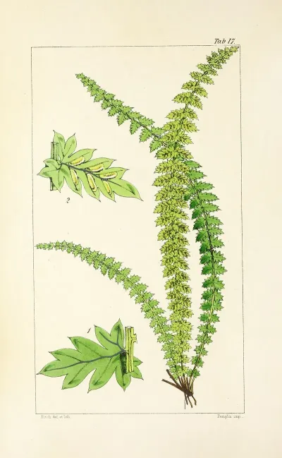 A Century Of Ferns Pl 17