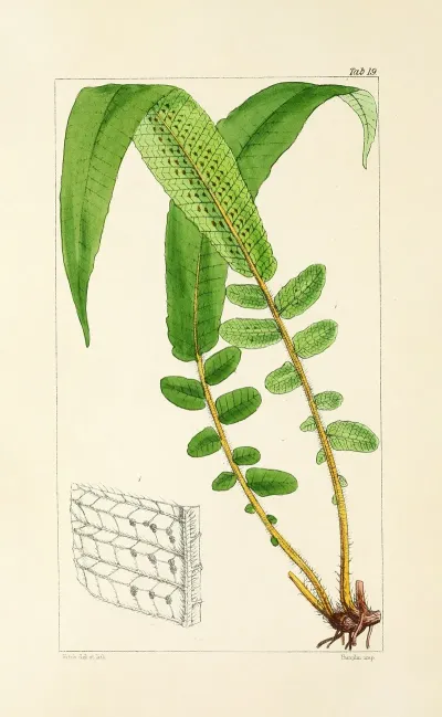 A Century Of Ferns Pl 19