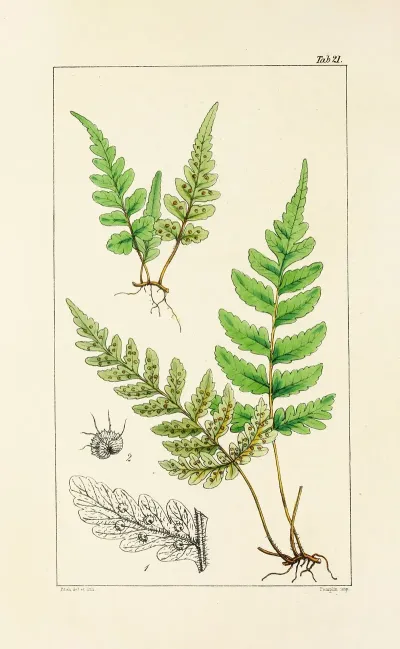 A Century Of Ferns Pl 21