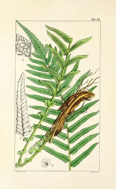 A Century Of Ferns Pl 22