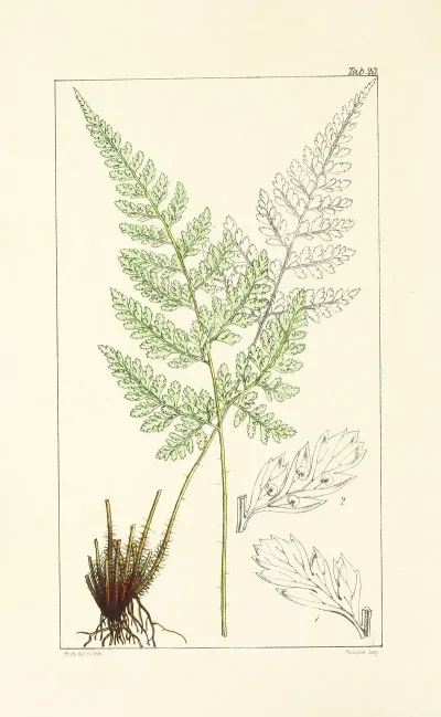 A Century Of Ferns Pl 23