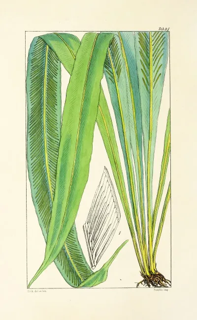 A Century Of Ferns Pl 25