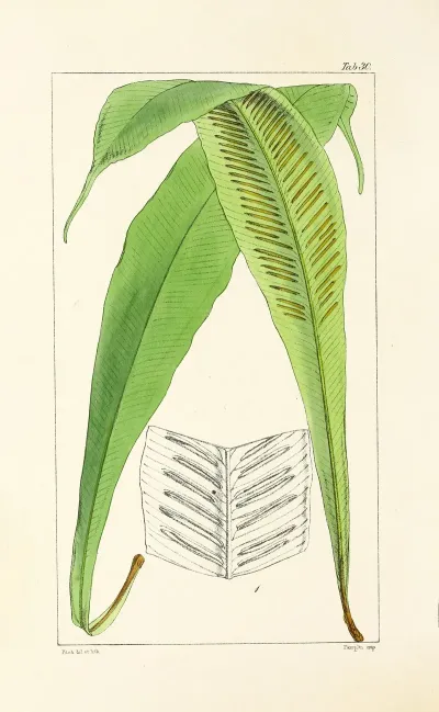 A Century Of Ferns Pl 30
