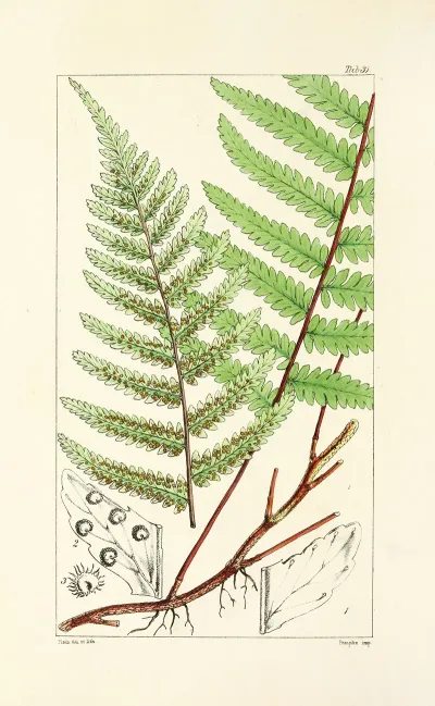A Century Of Ferns Pl 31