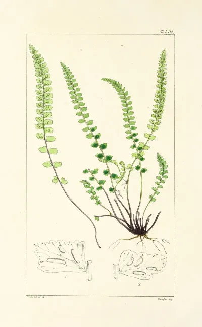 A Century Of Ferns Pl 32