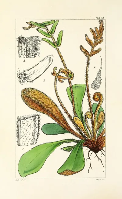 A Century Of Ferns Pl 33
