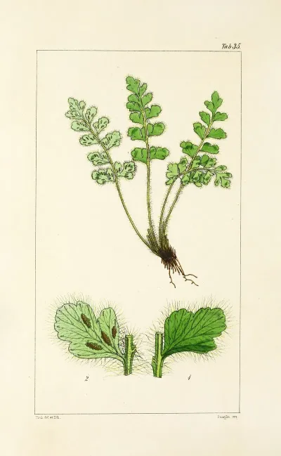 A Century Of Ferns Pl 35