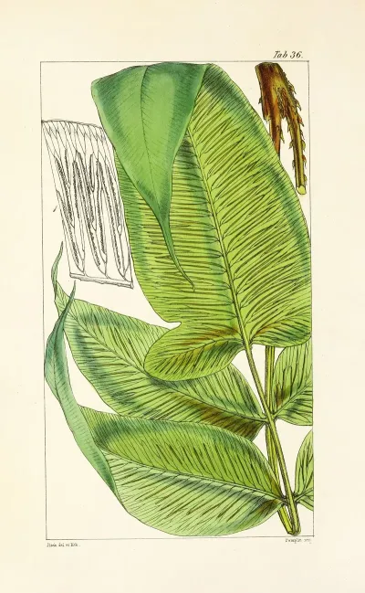 A Century Of Ferns Pl 36